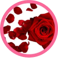 Rose petals