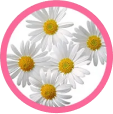 Chamomile
