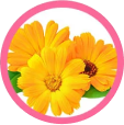 Calendula