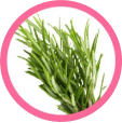 Rosemary